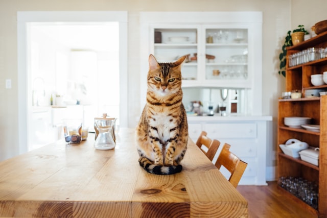 腎臟病說明：主人們留意！家裡面的貓咪發生「這幾個」症狀不能夠掉以輕心