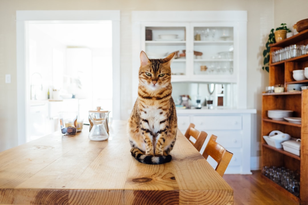 orange and white tabby cat sitting on brown wooden table in kitchen room, Striped cat in modern home