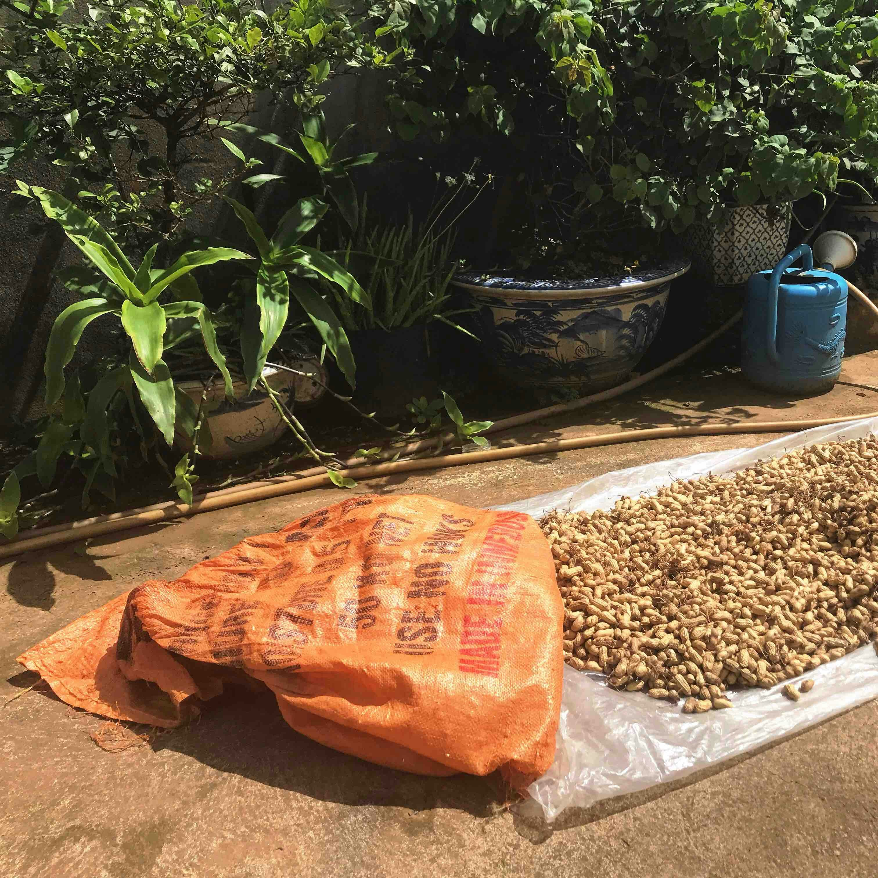 A pile of peanuts spread out on a plastic sheet next to an orange sack on the ground. The scene is set outdoors with various potted plants in the background, including a small tree and some broad-leaved plants. A blue watering can is also visible, partially hidden behind the pots.