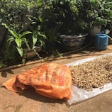 A pile of peanuts spread out on a plastic sheet next to an orange sack on the ground. The scene is set outdoors with various potted plants in the background, including a small tree and some broad-leaved plants. A blue watering can is also visible, partially hidden behind the pots.