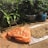 A pile of peanuts spread out on a plastic sheet next to an orange sack on the ground. The scene is set outdoors with various potted plants in the background, including a small tree and some broad-leaved plants. A blue watering can is also visible, partially hidden behind the pots.