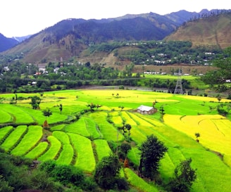 Green terraced fields surrounding a rural property.