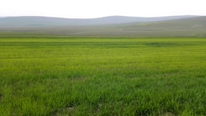 A wide shot of lush green fields stretching out with farm buildings in the distance