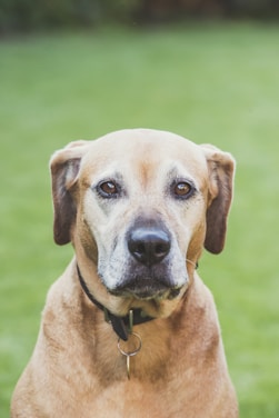 A medium-sized brown dog with a short coat is looking directly at the camera. It wears a black collar. The background is a blurred vivid green, suggesting grass or a garden setting.
