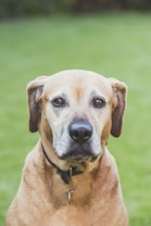 A medium-sized brown dog with a short coat is looking directly at the camera. It wears a black collar. The background is a blurred vivid green, suggesting grass or a garden setting.