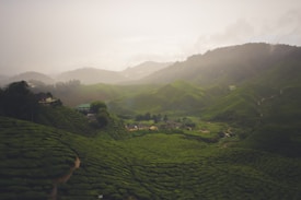 A lush, green landscape featuring expansive tea plantations on rolling hills. Small structures are nestled among the greenery, likely houses or farm buildings. Mist softly covers the distant hills, creating a serene and calm atmosphere.