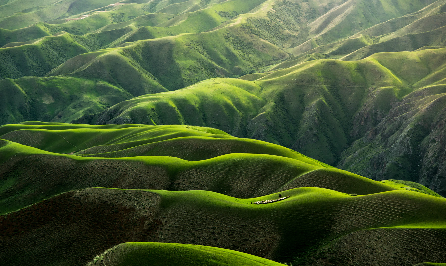 New Zealand scenic countryside — peaceful green hills of Aotearoa
