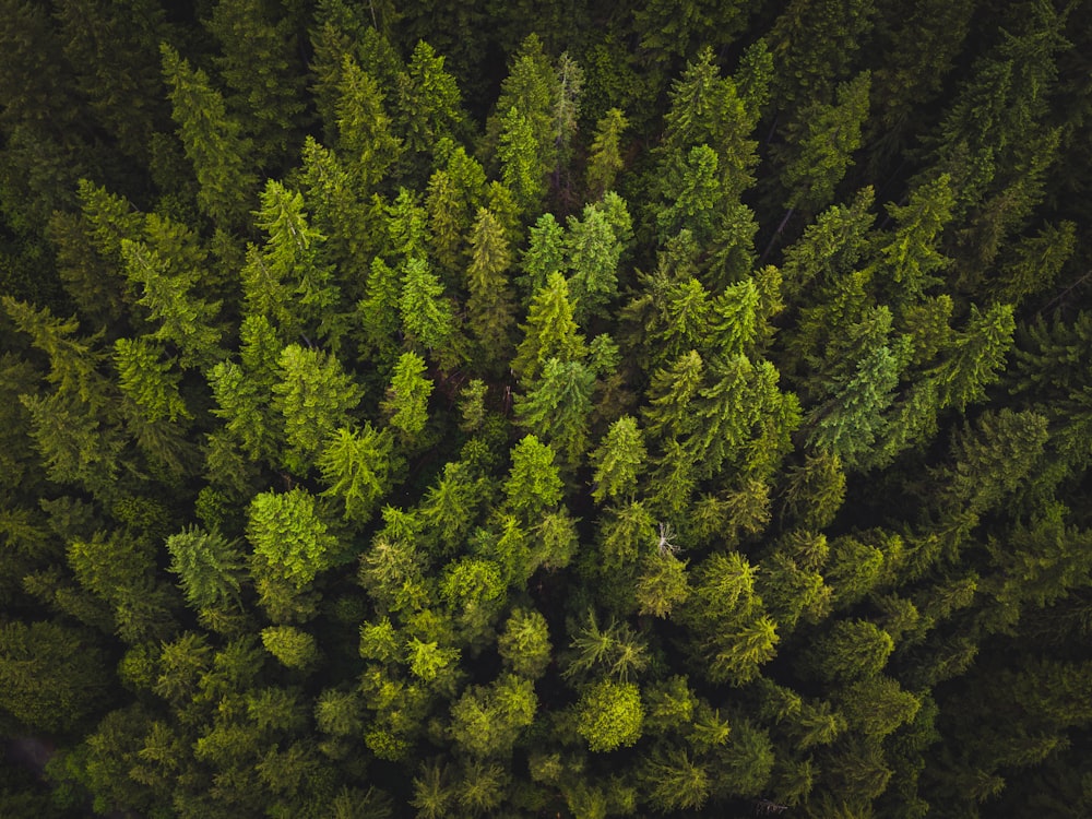 high-angle photography of green trees