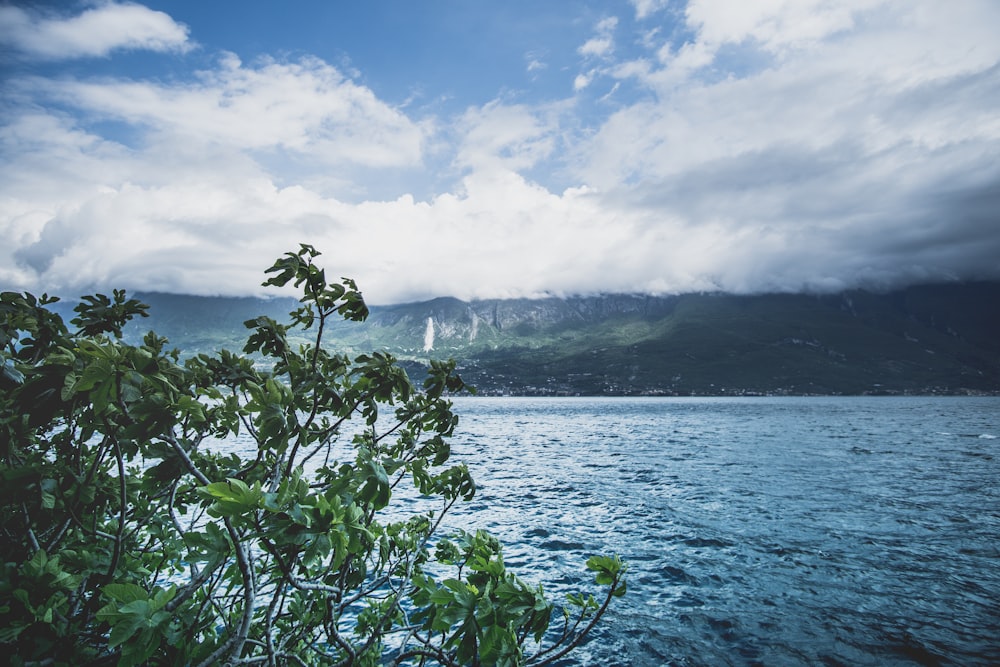 green plant near body of water during daytime