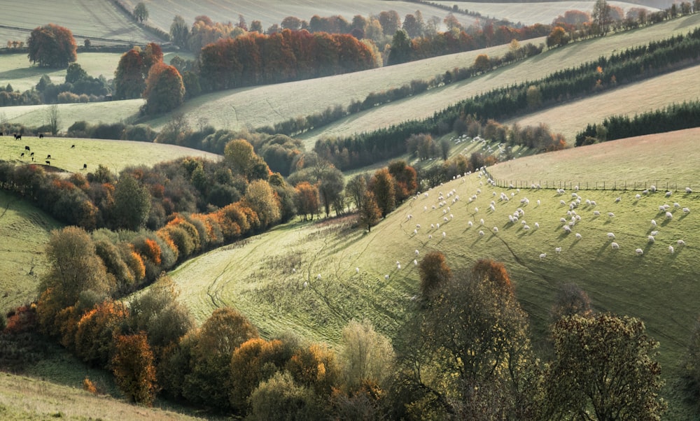 green grass hill with trees