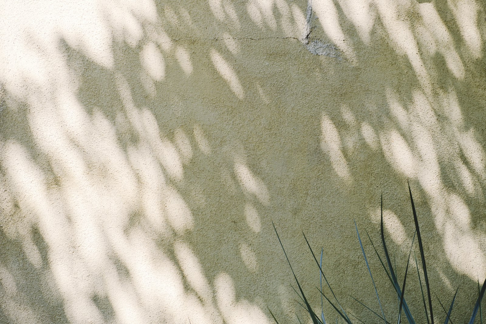 Lumière du soleil tachetée sur un mur olive, quelques brins d'herbe