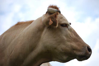 Close-up of a calm cow in a shaded area showing animal comfort.