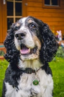 A close-up of a black and white dog with curly fur and a green paw print pendant on its collar. The dog appears happy with its mouth slightly open and tongue visible. There is a wooden house and some greenery in the background.