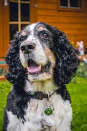 A close-up of a black and white dog with curly fur and a green paw print pendant on its collar. The dog appears happy with its mouth slightly open and tongue visible. There is a wooden house and some greenery in the background.