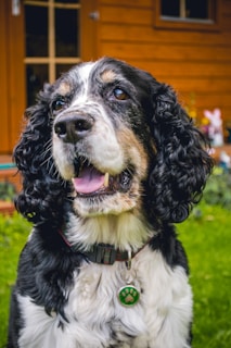 A close-up of a black and white dog with curly fur and a green paw print pendant on its collar. The dog appears happy with its mouth slightly open and tongue visible. There is a wooden house and some greenery in the background.