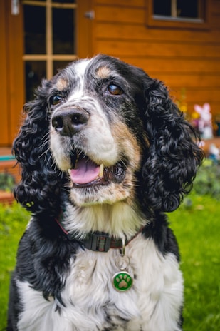 A close-up of a black and white dog with curly fur and a green paw print pendant on its collar. The dog appears happy with its mouth slightly open and tongue visible. There is a wooden house and some greenery in the background.