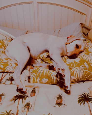 A dog with a light coat lies comfortably on a bed adorned with tropical-themed sheets and pillows. The dog appears relaxed and is positioned with its legs sprawled out.