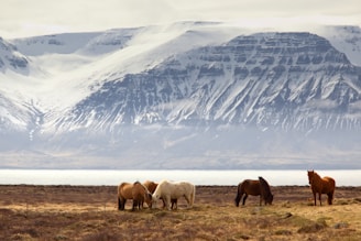 photography of five assorted-color horses on grass field in front of mountain