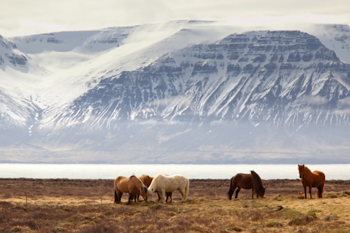 photography of five assorted-color horses on grass field in front of mountain