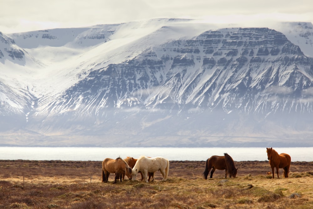 fotografia de cinco cavalos de cores variadas em campo de grama em frente à montanha