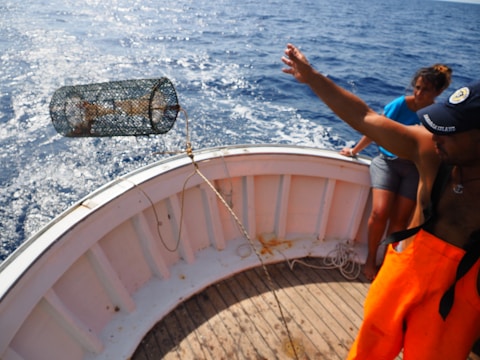 A person on a boat is throwing a wire trap into the ocean. Another person is watching nearby. The boat is on a body of water with visible waves and a distant horizon.