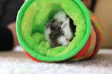 A guinea pig partially inside a colorful, fluffy tunnel, with its head poking out and looking ahead. The tunnel features bright shades of green, red, and orange, lying on a carpeted floor.