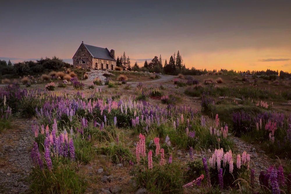 Landschaftsfotografie eines Hauses zwischen Blumen