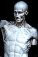 An anatomical sculpture depicting the muscular structure of a human torso, highlighting detailed muscle fibers and contours. The sculpture lacks one arm and exhibits a smooth, polished texture, with some visible discolorations and imperfections.