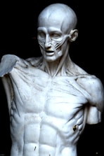 An anatomical sculpture depicting the muscular structure of a human torso, highlighting detailed muscle fibers and contours. The sculpture lacks one arm and exhibits a smooth, polished texture, with some visible discolorations and imperfections.