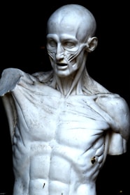 An anatomical sculpture depicting the muscular structure of a human torso, highlighting detailed muscle fibers and contours. The sculpture lacks one arm and exhibits a smooth, polished texture, with some visible discolorations and imperfections.