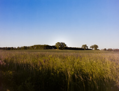 A peaceful open field with wildflowers under a blue sky.