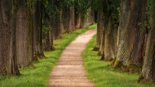 pathway of trees during daytime