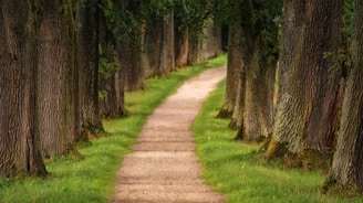 pathway of trees during daytime