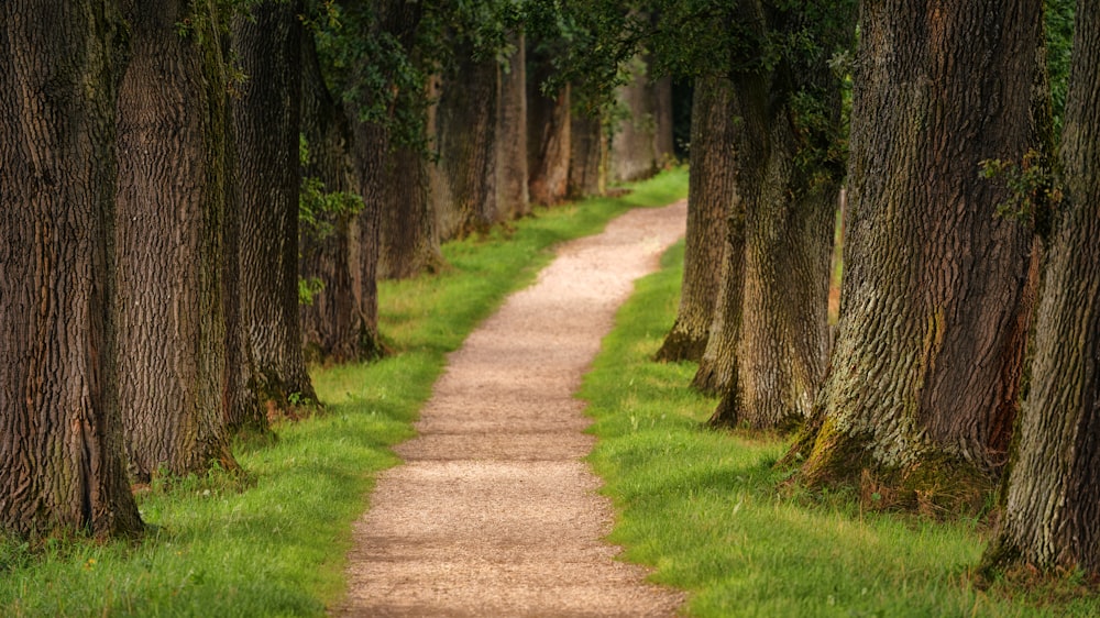 pathway of trees during daytime