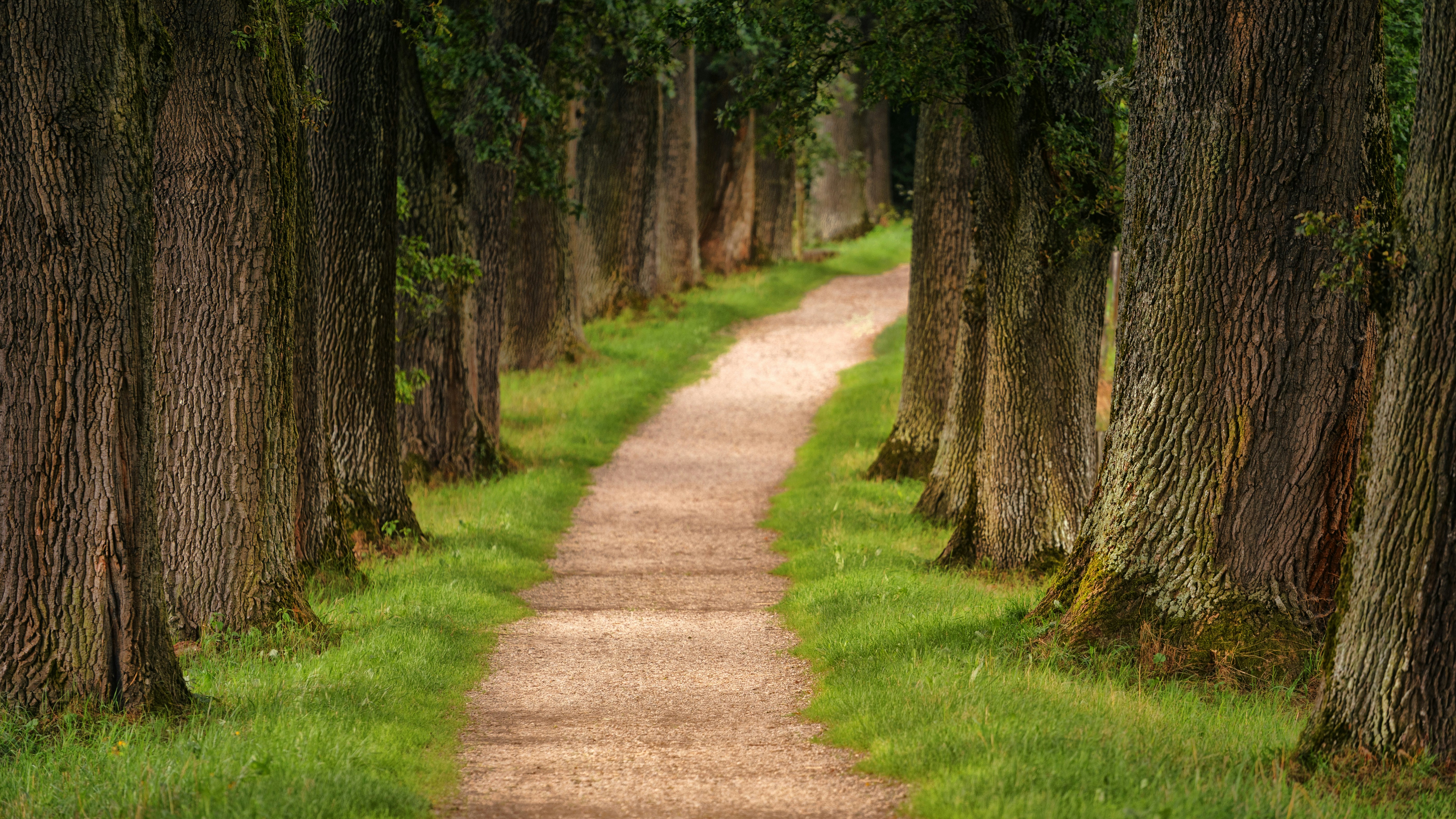 Significado Del Camino De Vida 7