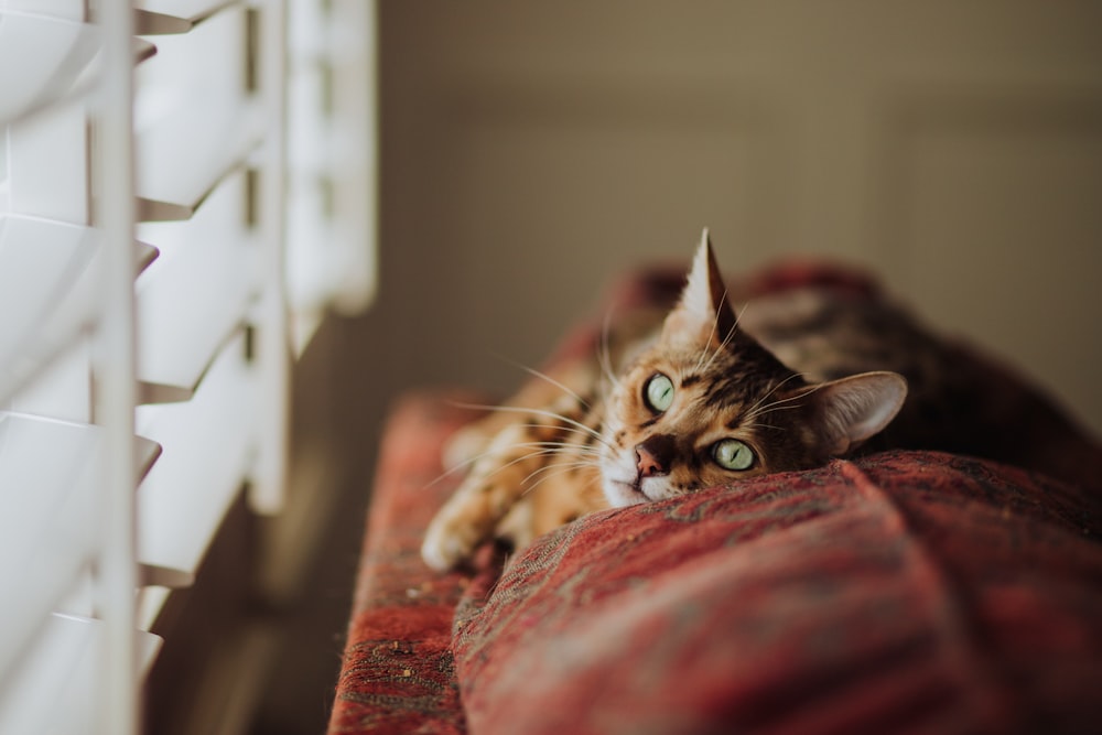 窓の近くの茶色のぶち猫