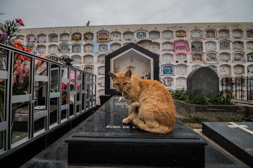 A ginger cat sits on top of a dark gravestone in a cemetery, surrounded by floral arrangements. Behind, there is a large wall of burial niches filled with various decorations and headstones.