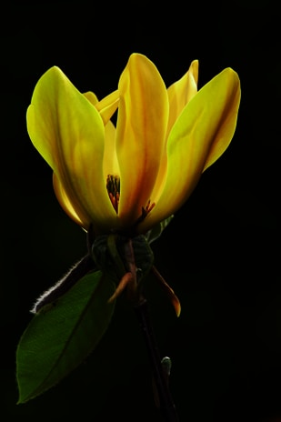 Illustration of Flower Jimmy with a bright flower growing from his open head.