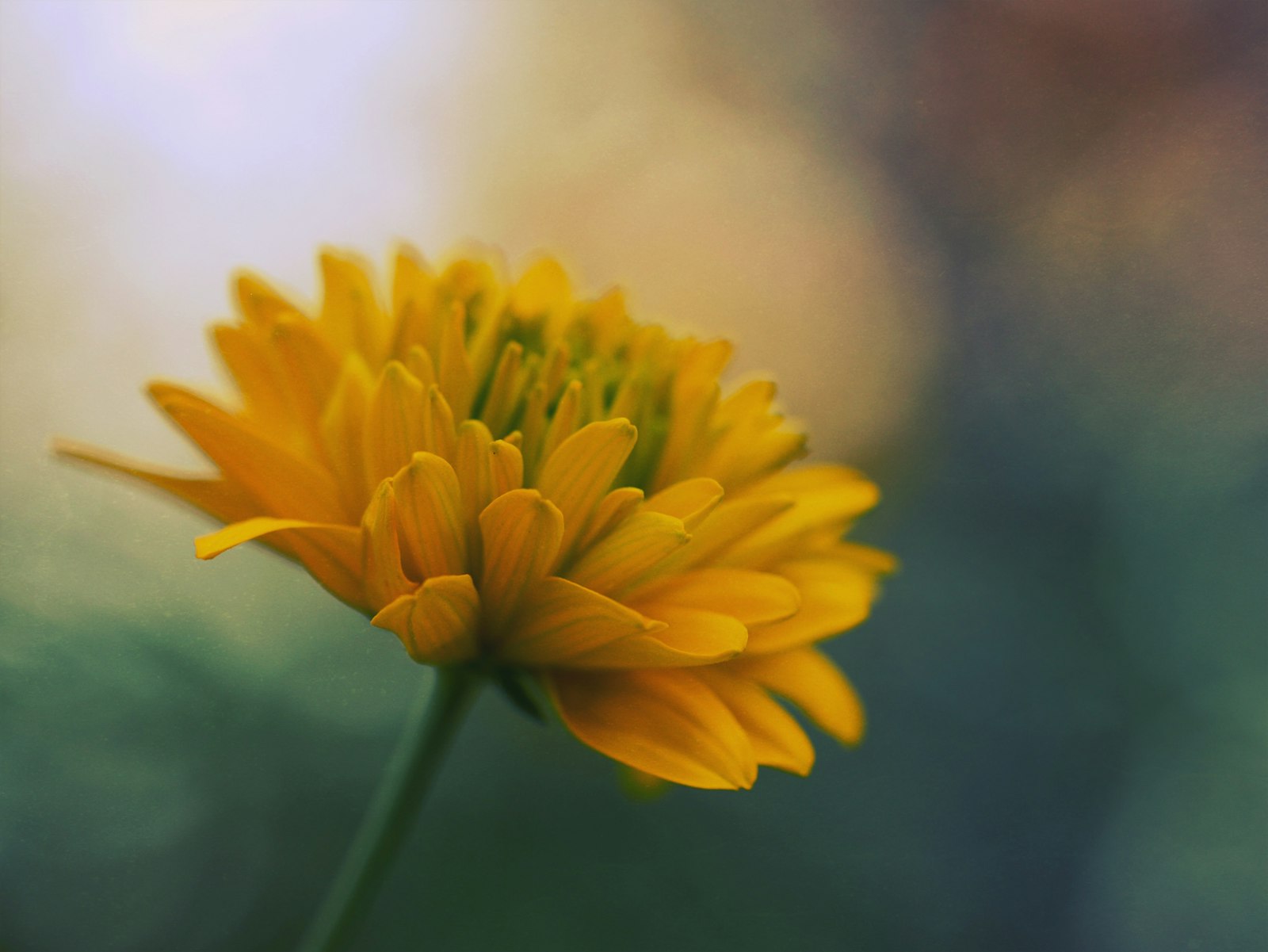 Panasonic Lumix DMC-GX7 + Olympus M.Zuiko Digital ED 60mm F2.8 Macro sample photo. Close-up photo of yellow photography