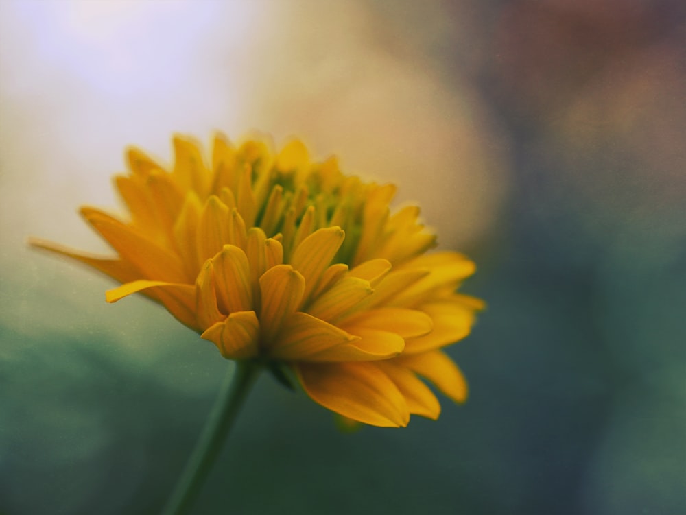 foto em close-up da flor de pétalas amarelas com profundidade de campo rasa