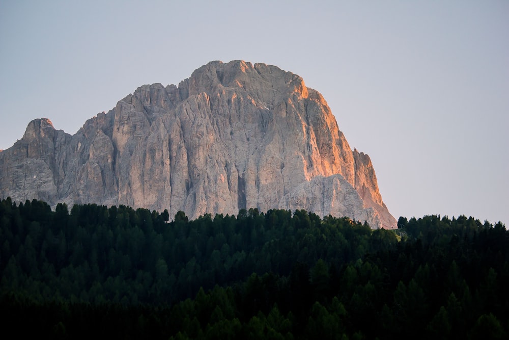 silhouette of trees in front of mountain