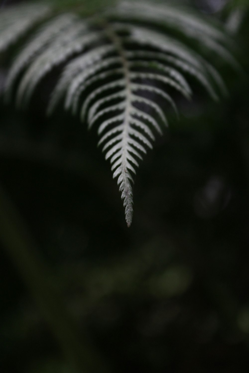 A thin lead extending to the camera and then drooping down