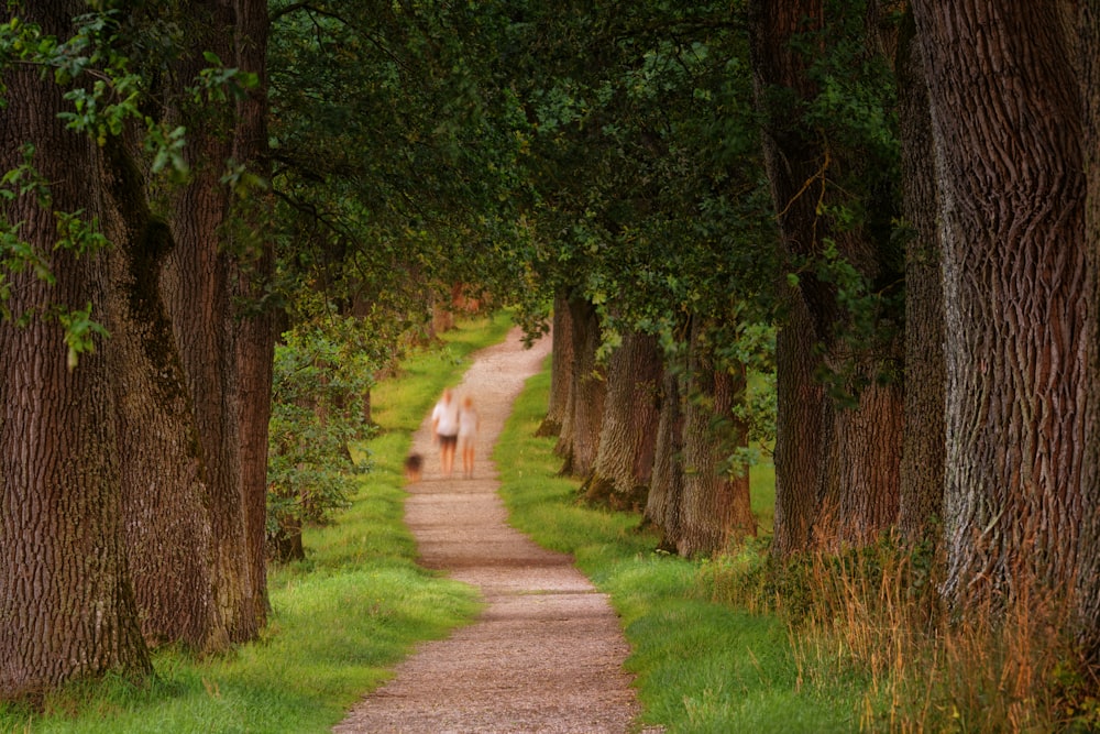 photo of two person walking beside green leaf trees