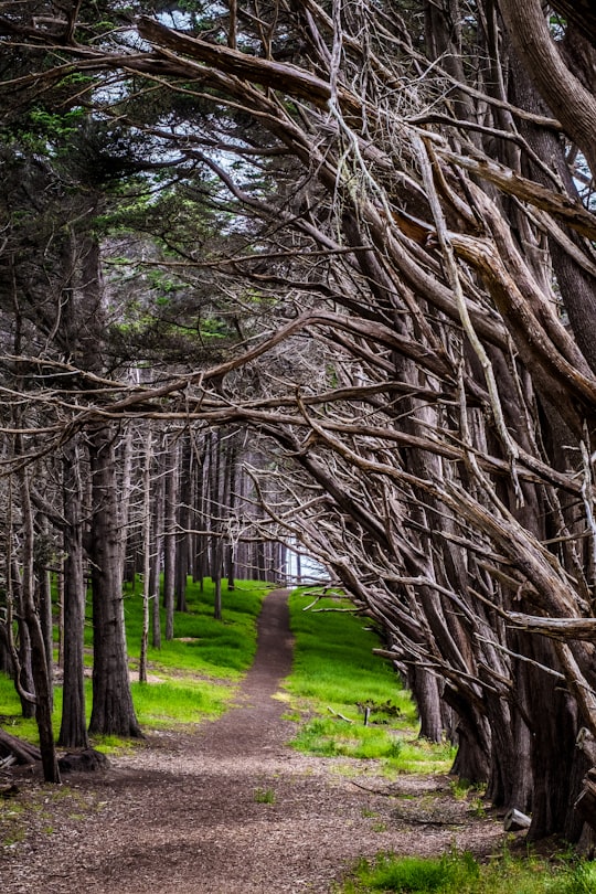 boardwalk surrounded by baretrees in California United States