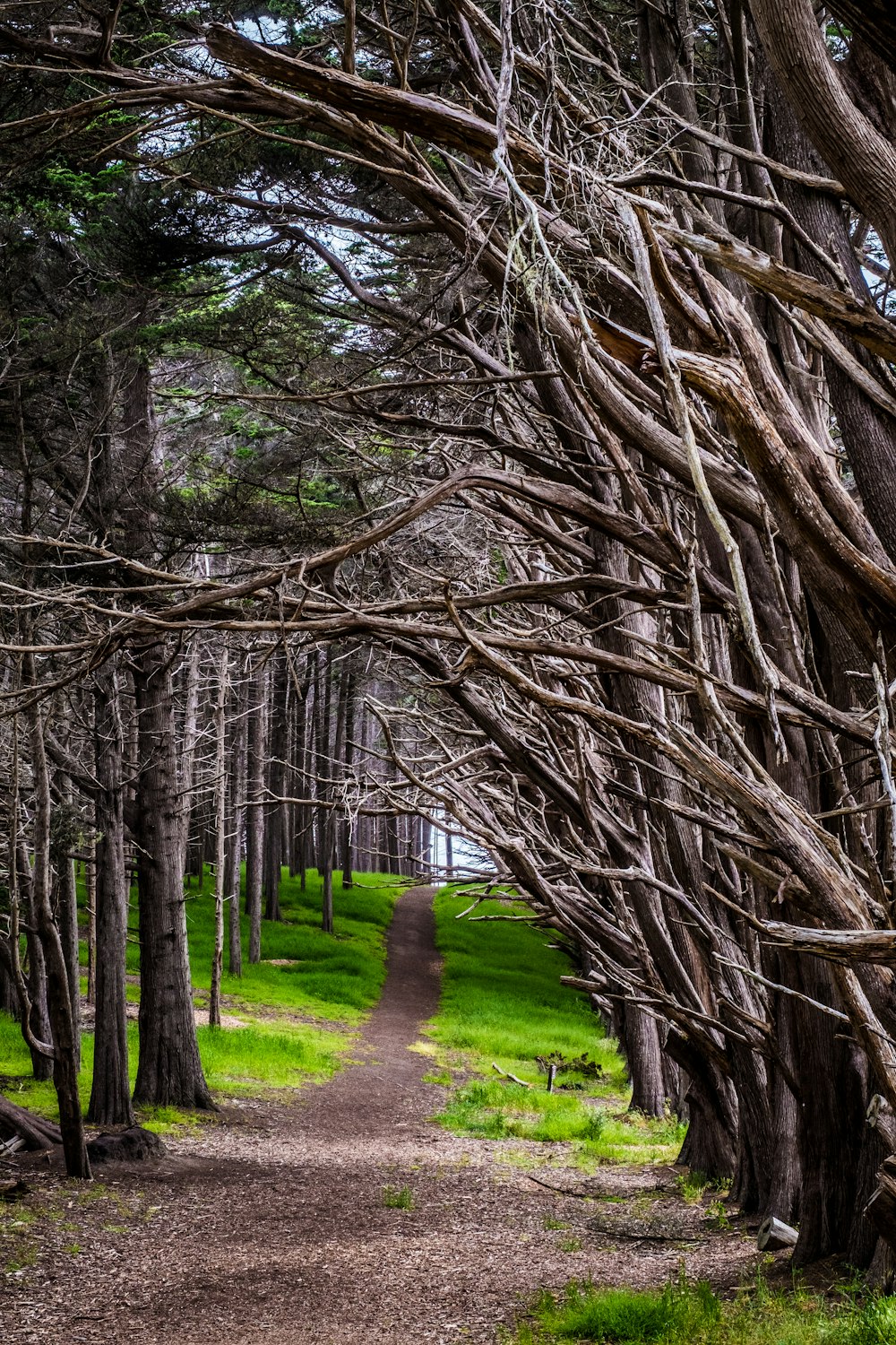 boardwalk surrounded by baretrees