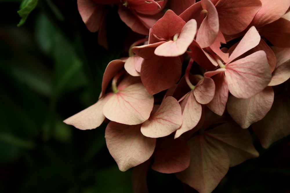 pink-petaled flower