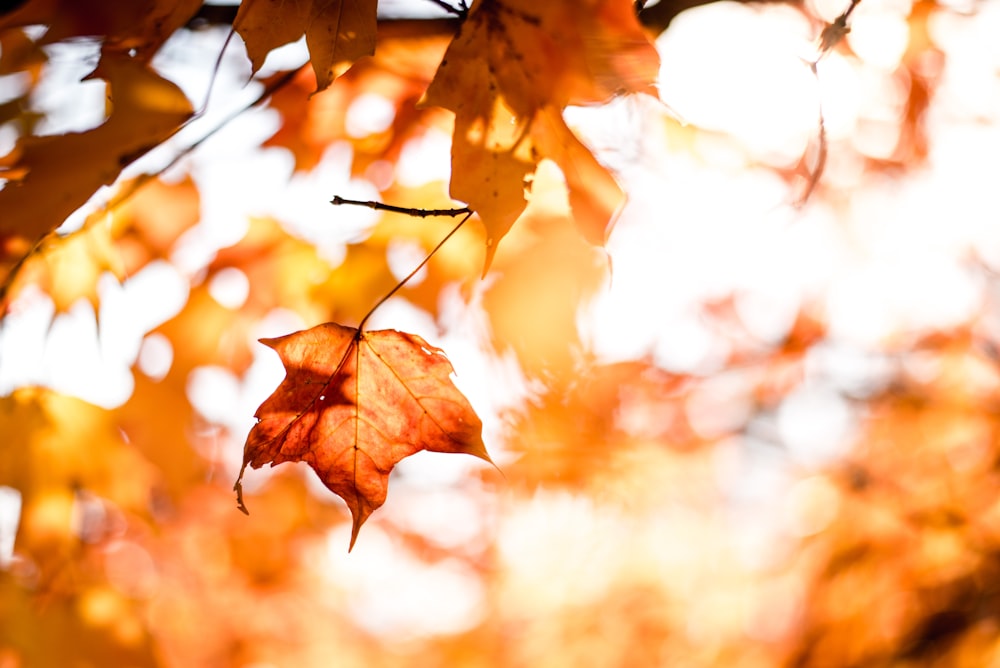 close-up photography of maple leafs with shallow depth of field