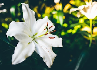 closeup photo of white 6-petaled flower