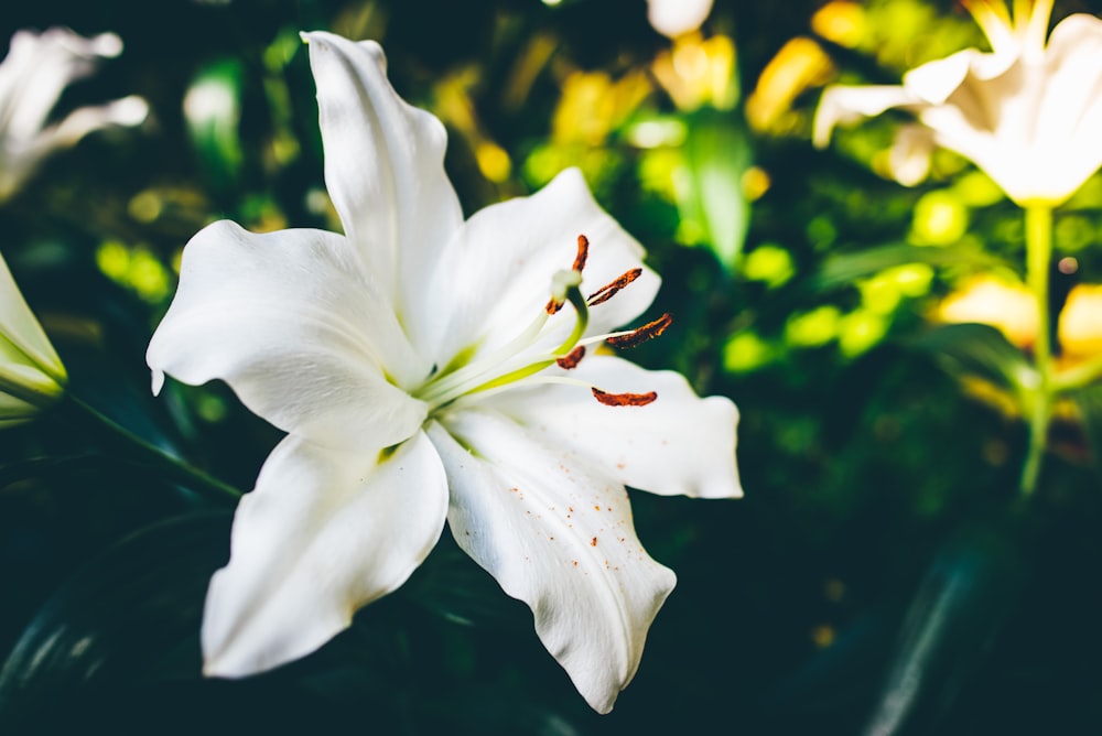 closeup photo of white 6-petaled flower