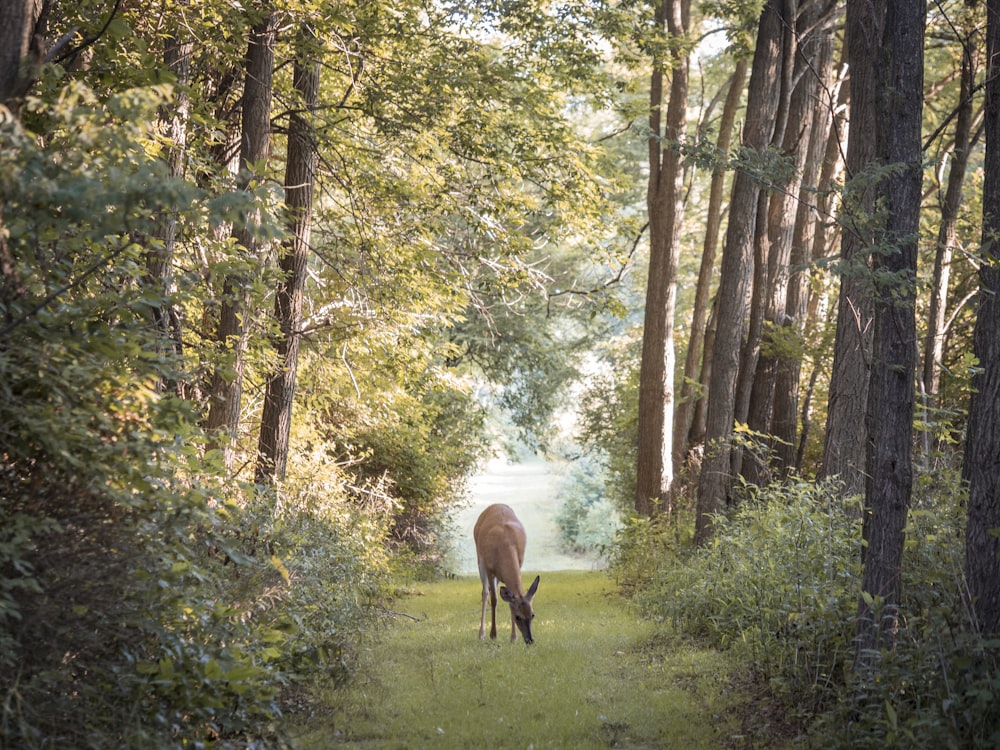 cervo marrom na floresta